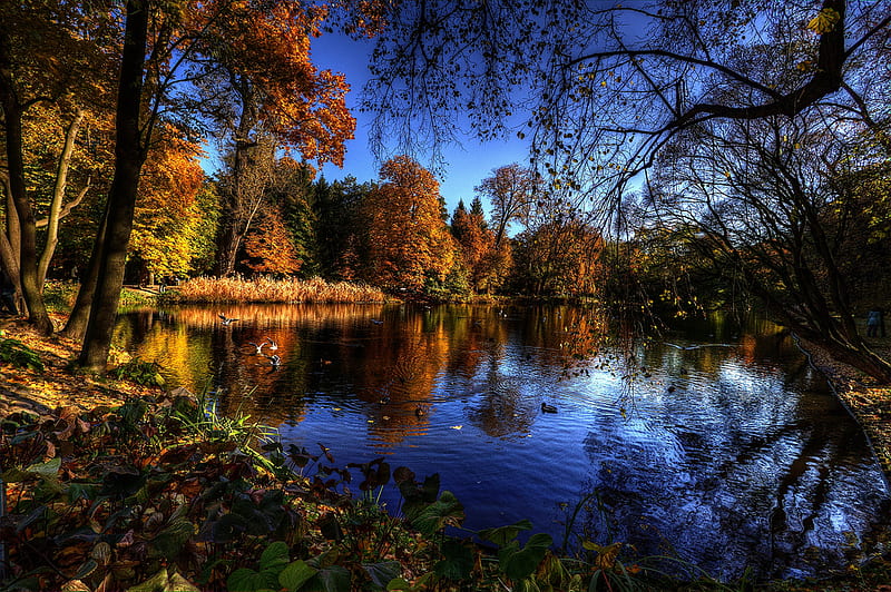 Autumn detail, fall background, foliage, leaves, reflection, details ...