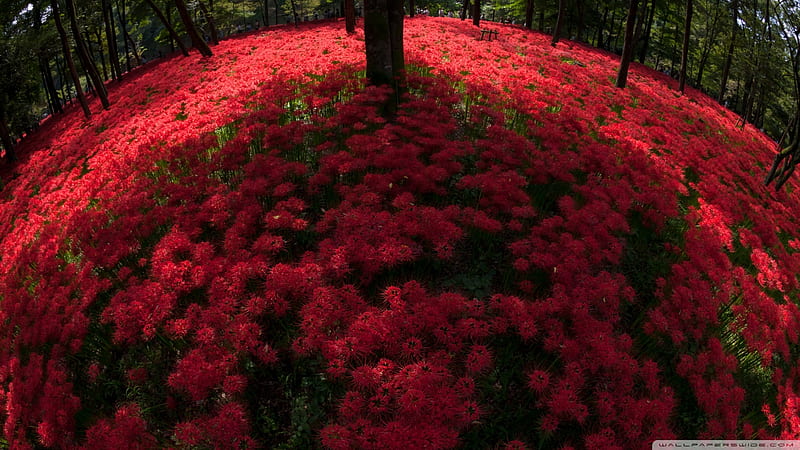 Red Spider Lilies Blooming By Trees, red, flowers, lilies, nature, forests, trees, HD wallpaper