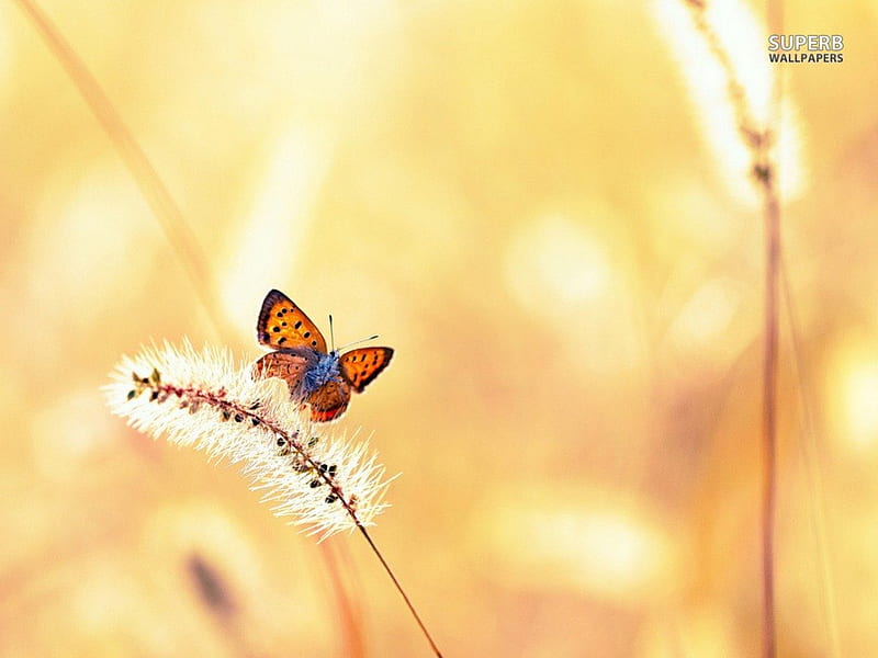 ~The Lovely Butterfly~, cattails, wings, butterfly, flying, nature, HD wallpaper