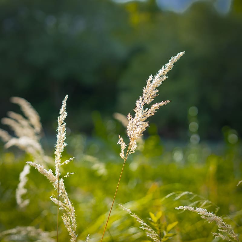 grass, blur, dried flowers, HD phone wallpaper