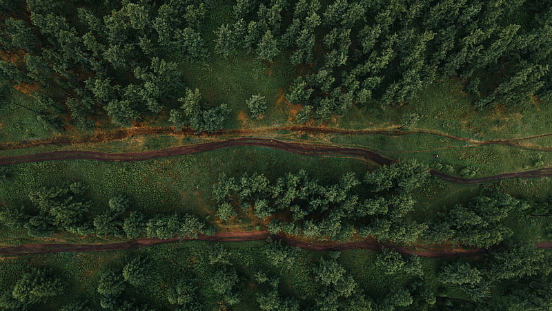forest, aerial view, trees, paths, HD wallpaper