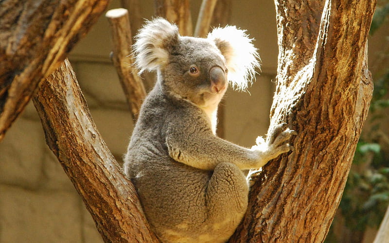 Koala-Animal selection, HD wallpaper