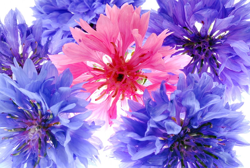 Cornflowers close up, cornflowers, close up, macro, pink, blue, HD wallpaper