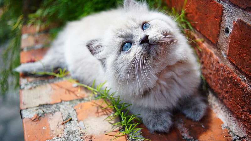Kitty Blue Eyes , cat, animals, HD wallpaper