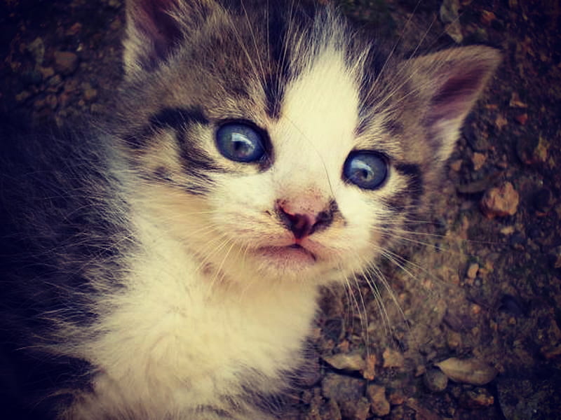 Lucy, cute, Kitten, cat, animal, HD wallpaper | Peakpx