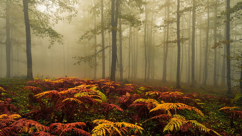 Colorful Plants Autumn Foggy Forest Trees Ferns Mist Nature, HD wallpaper