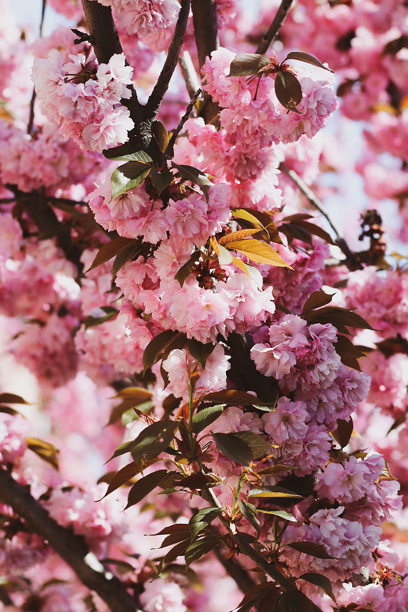 sakura, flowers, flowering, branches, HD phone wallpaper