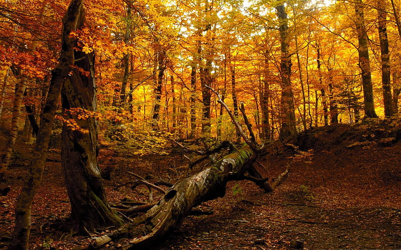Autumn-forest landscape, HD wallpaper