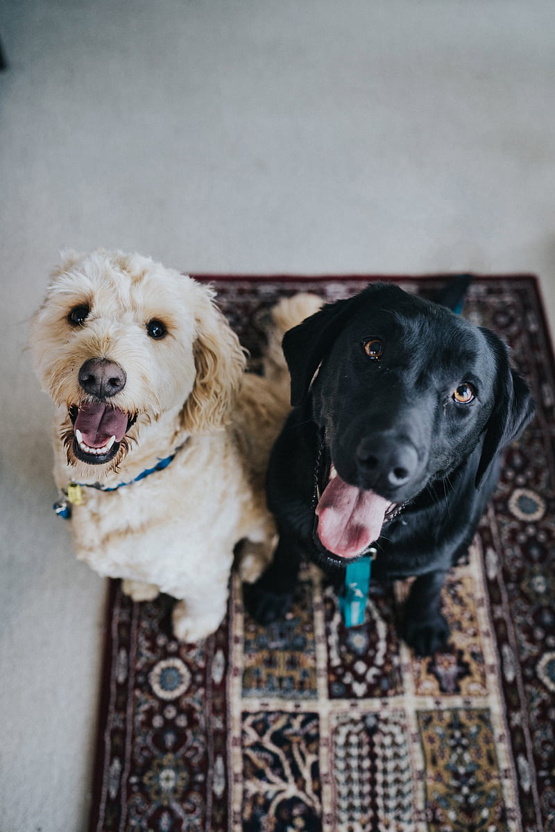 two dogs sitting on maroon area rug, HD phone wallpaper