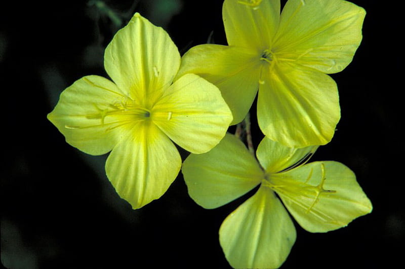 FOUR POINTED EVENING PRIMROSE, yellow, pretty, petals, four, HD wallpaper