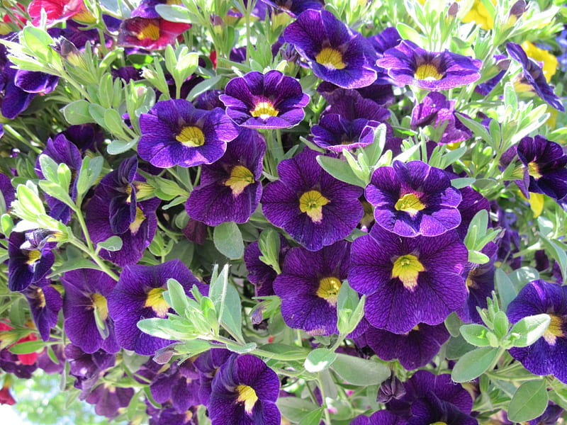 Purple Petunias Flowers day 32, purple, Petunias, green, flowers, yellow, graphy, HD wallpaper