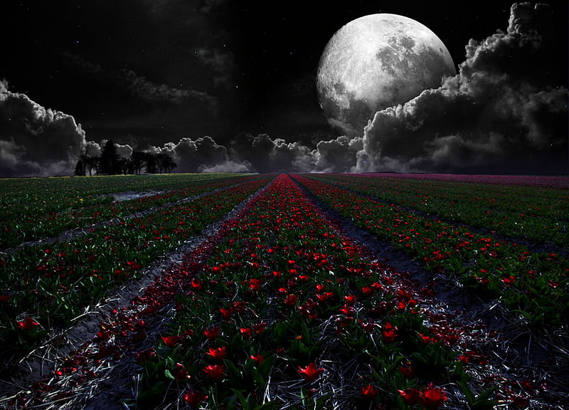 MOON OVER RED TULIPS, red, stars, trees, sky, clouds, moon, flowers, tulips, field, night, HD wallpaper