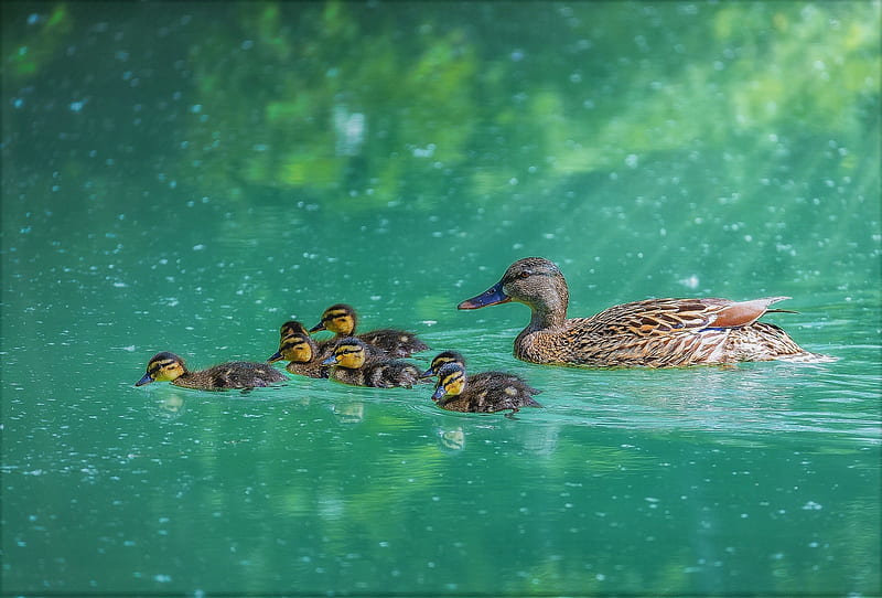 Duck with her ducklings, cute, water, green, bird, duck, rata, pasari, duckling, HD wallpaper