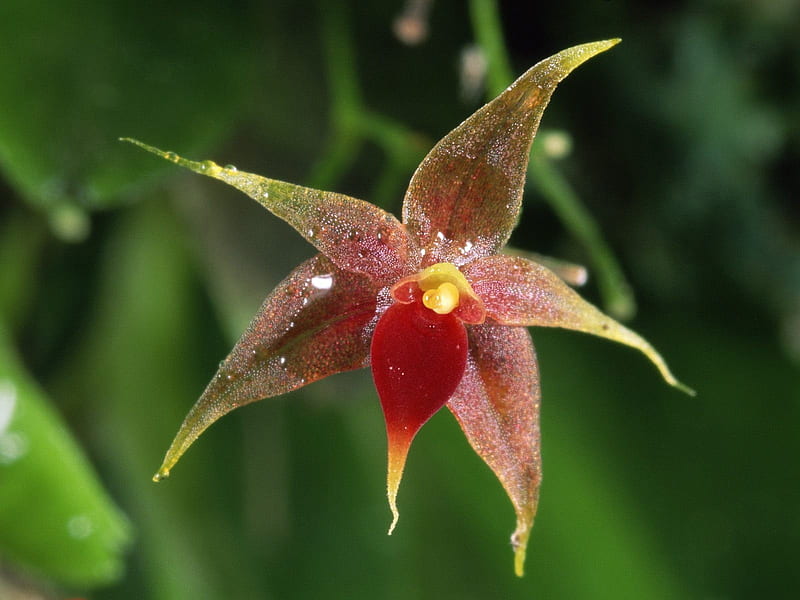 Flor de orquídea epífita, Fondo de pantalla HD | Peakpx