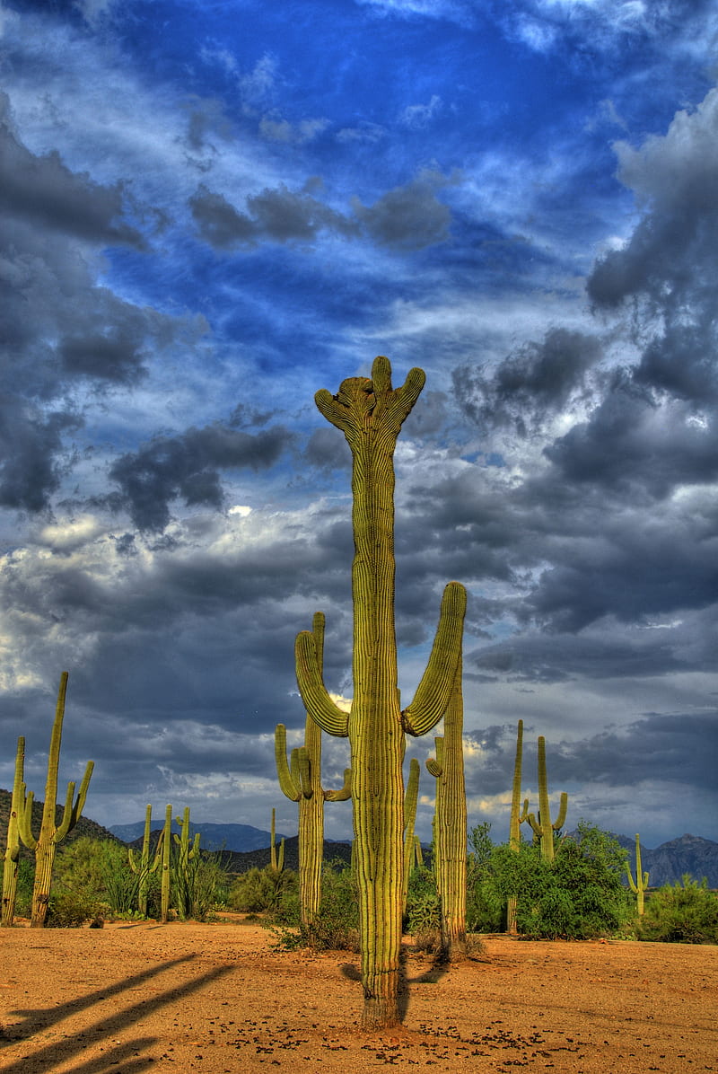Crested Saguaro R, saguaro, r, arizona, desert, cactus, mountain, sky, clouds, HD phone wallpaper