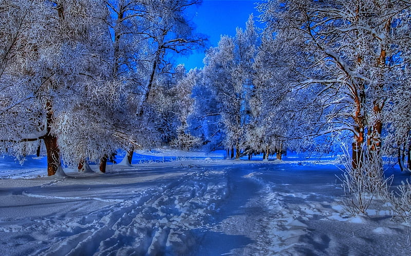 Snowy Path in Winter, forest, footprints, snow, woods, path, winter, HD wallpaper
