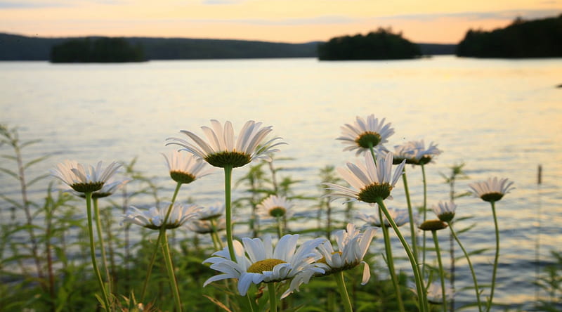 Tupper Lake, Adirondack State Park, New York, tupper, newyork, park, state, adirondack, sky, lake, water, green, flowers, nature, petals, white, daisy, stem, HD wallpaper