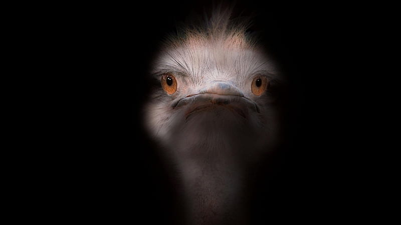 Ostrich, beak, eyes, background, HD wallpaper