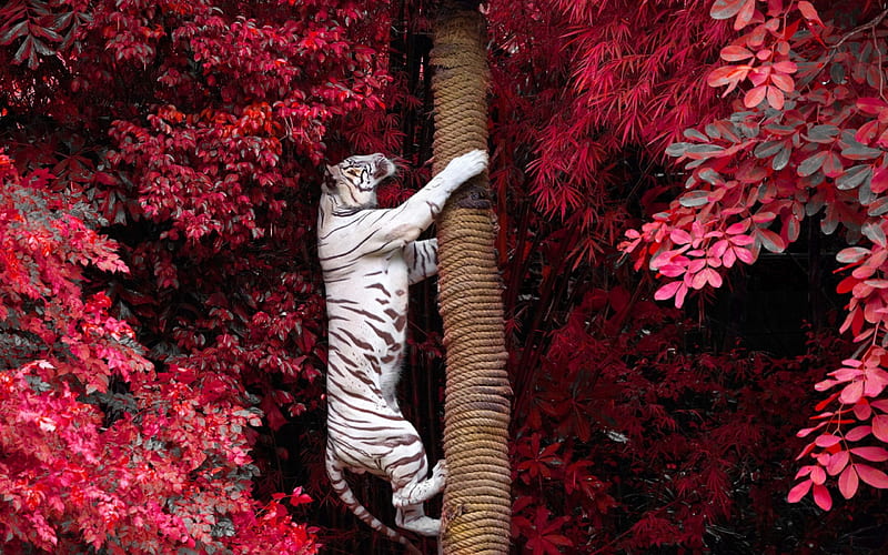 White tiger, red, tree, tiger, white, pink, animal, HD wallpaper