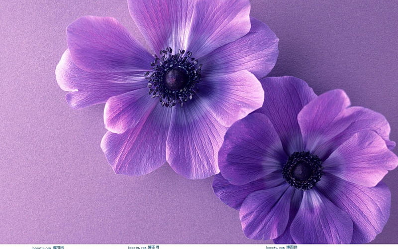 Hermosas flores, hermosas, flores, moradas, hermosas, Fondo de pantalla HD  | Peakpx