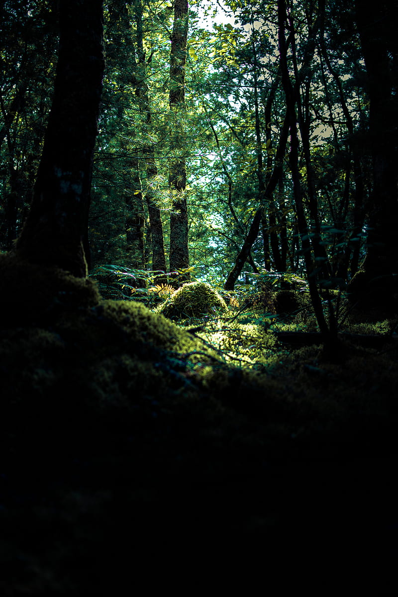 forest, trees, moss, branches, hill, HD phone wallpaper