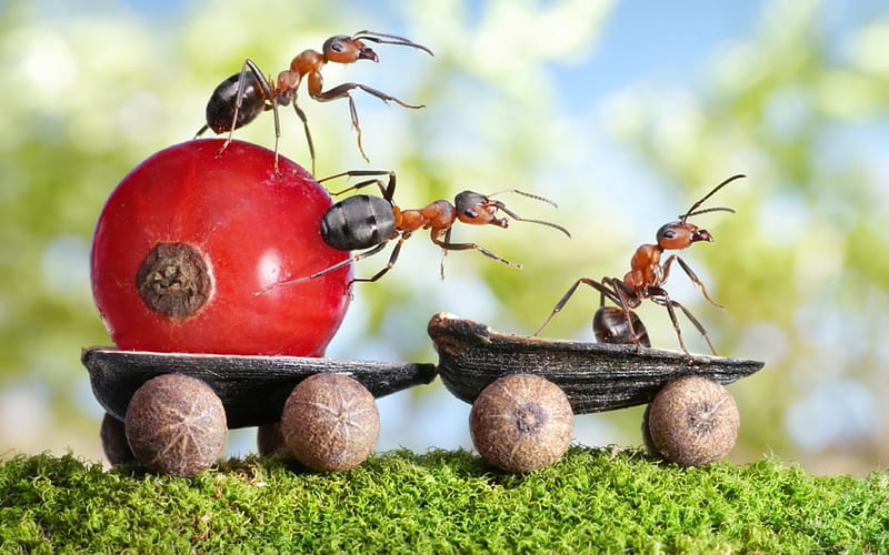 Innovation 2, red, ant, creative, situation, fantasy, green, berry, car, insect, funny, lolita777, HD wallpaper