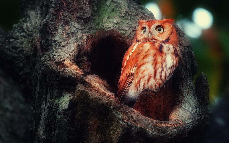 Owl, owl, birds, HD wallpaper