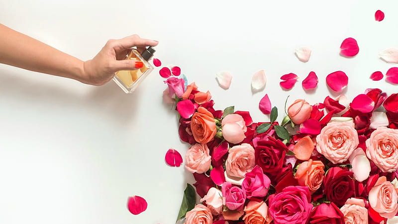 Rose fragrance, perfume, rose, bottle, texture, summer, hand, flower, fragrange, pink, HD wallpaper