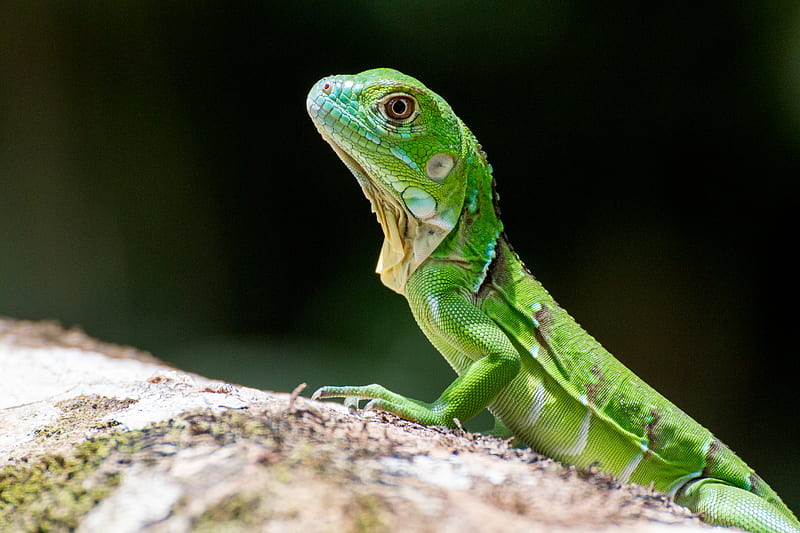 lizard, scales, reptile, green, profile, HD wallpaper