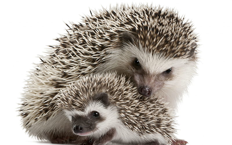 Hedgehogs, arici, cute, hedgehog, mother, white, baby, animal, HD wallpaper