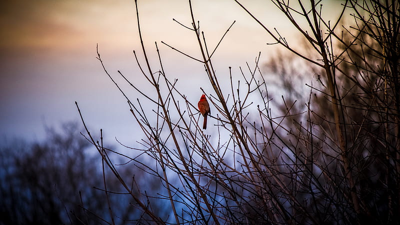 red cardinal, bird, bushes, HD wallpaper