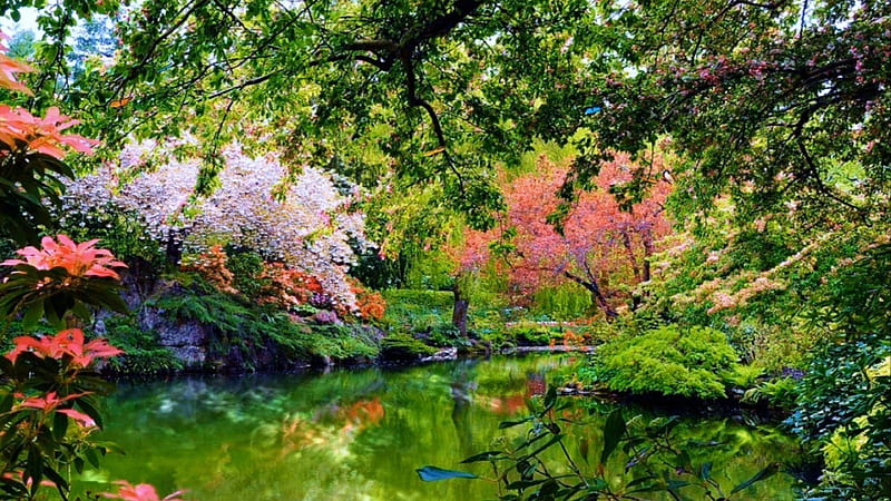 Lake Between Beautiful Colorful Flowers Garden With Reflection Nature, HD wallpaper