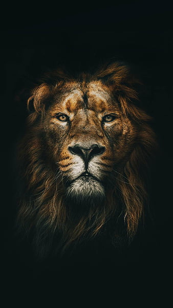 Con sư tử đen tuyền với nụ cười đầy quyền lực của một vị vua sư tử đã trở thành một trong những hình nền được yêu thích nhất trên các thiết bị HD điện thoại. Hãy chiêm ngưỡng hình nền con sư tử đen tuyền với vẻ ngoài vương giả, đầy mạnh mẽ.