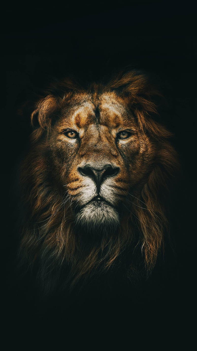 Lion Amoloed, amoled, animal, black king, lions, nature, HD phone wallpaper