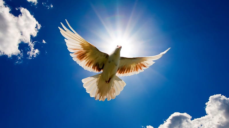 meditation, sun, sky, clouds, rays, bird, summer, the holy spirit, dove, reflection, blue, HD wallpaper