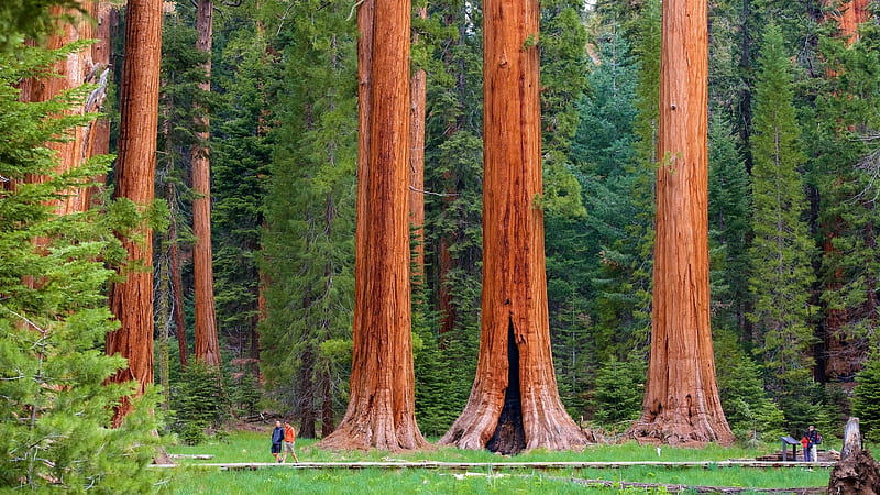 sequoia, giant trees, people, forest, Nature, HD wallpaper