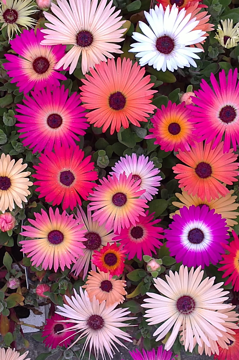Ice Plant, bright, flowers, pink, HD phone wallpaper
