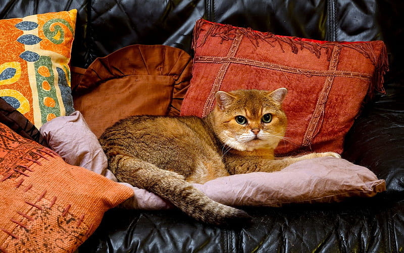 British Shorthair, ginger cat, close-up, domestic cat, cats, cute animals, British Shorthair Cat, HD wallpaper