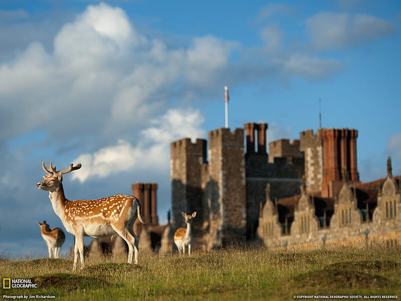 Deer England-National Geographic magazine, HD wallpaper