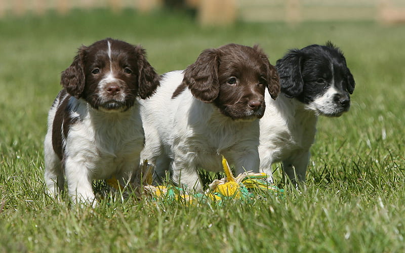 English Springer Spaniel, small puppies cute dogs, pets, green grass, puppy, HD wallpaper