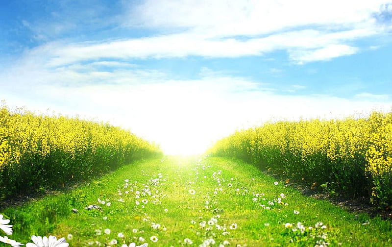 Right path, green, grass, path, nature, fields, way, clouds, sky, HD wallpaper