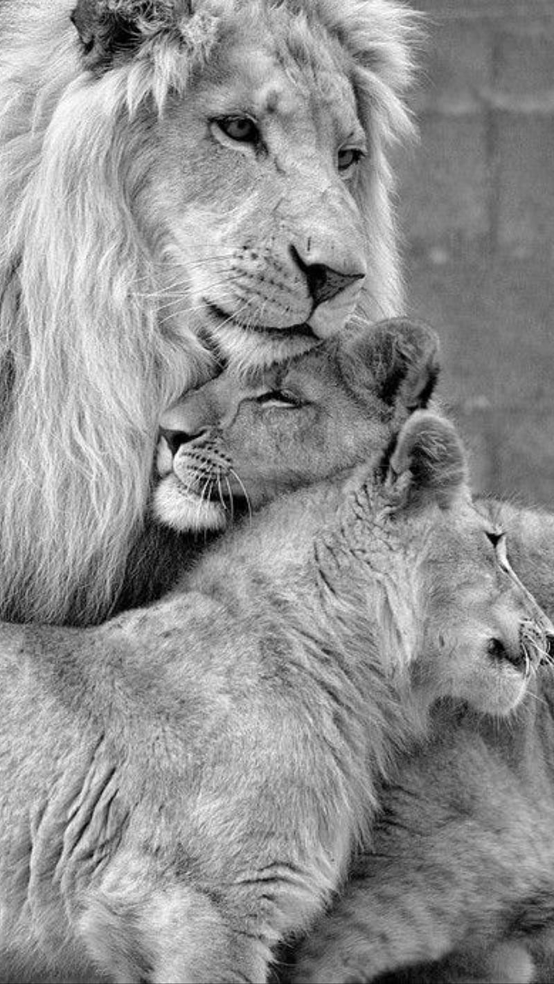Happy family, animals, black and white, family lion, lions, wild, HD phone  wallpaper | Peakpx