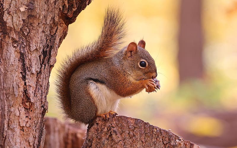 Red Squirrel, animal, stump, tree, squirrel, HD wallpaper