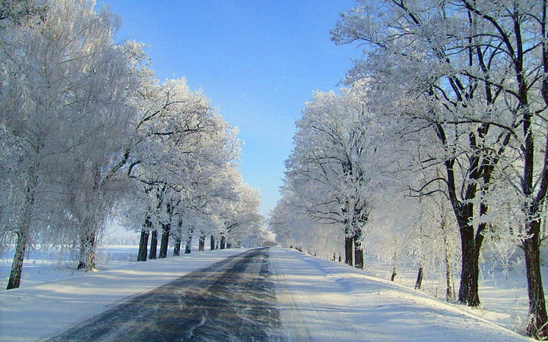 Snowy drive, snow, blue sky, white, road, trees, winter, HD wallpaper