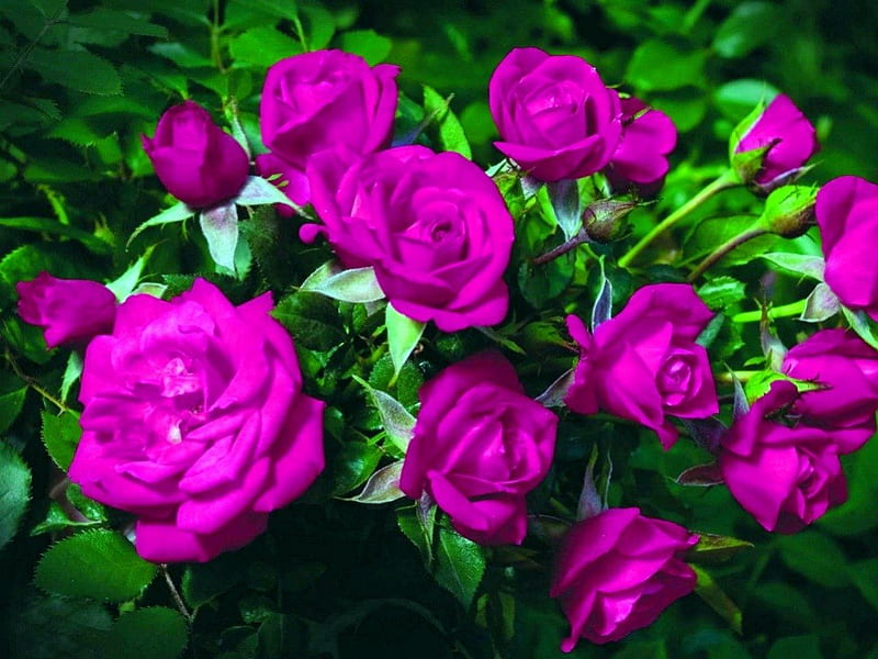 Rosas de color rosa, color de rosa, verde, flores, jardín, rosas, Fondo de  pantalla HD | Peakpx
