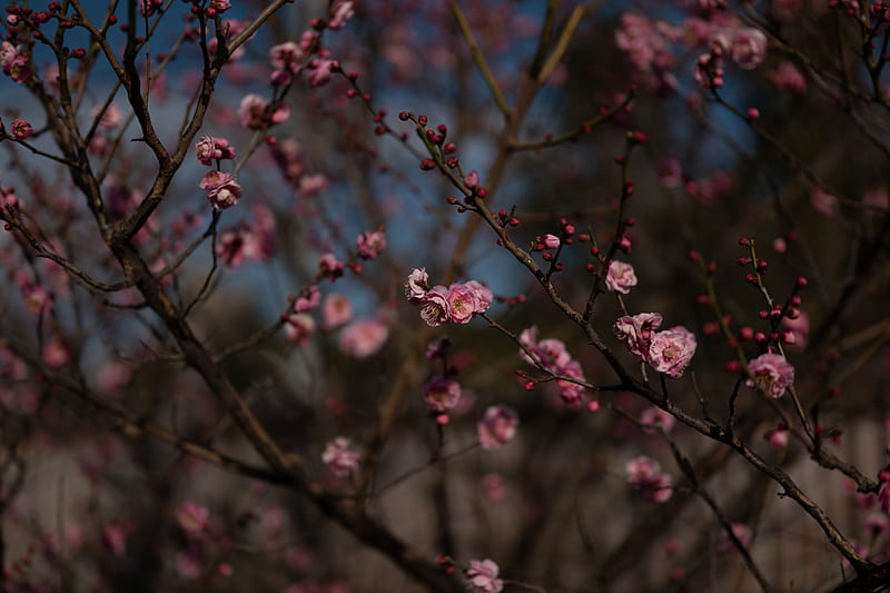 sakura, flowers, macro, pink, branches, HD wallpaper