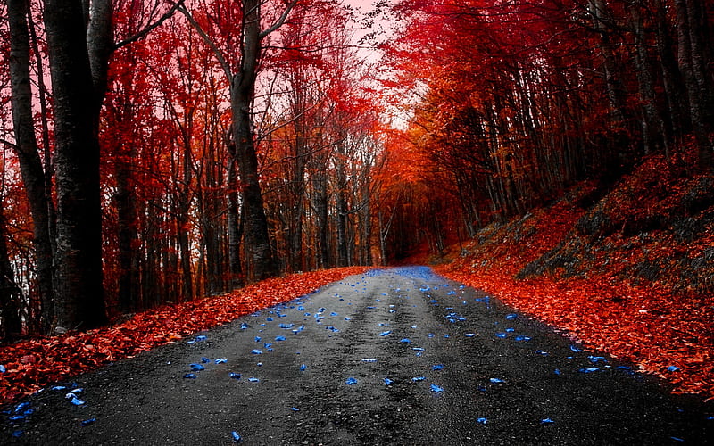 RED MAPLE ROAD, red, forest, autumn, blue leaves, maple, road, HD wallpaper
