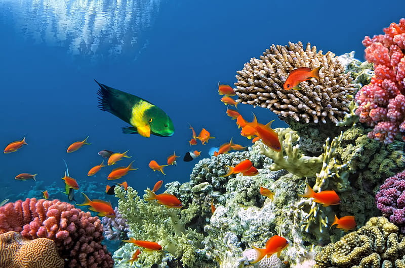 Underwater, reef, fishes, ocean, coral, tropical, HD wallpaper | Peakpx