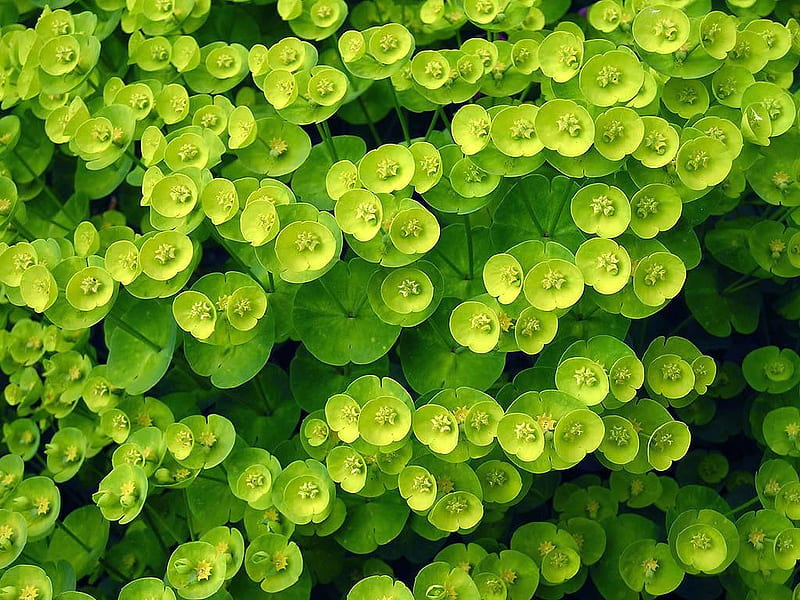 Duck weed, spring, plant, greenery, duckweed, HD wallpaper