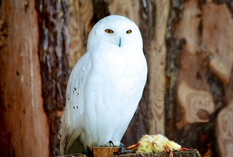 Snowy Owl, beak, Owl, white, feathers, HD wallpaper